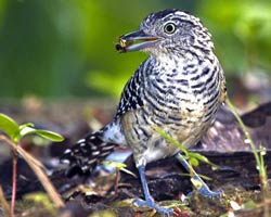 Barred Antshrike male