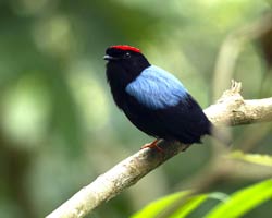 Blue-backed Manakin on trail