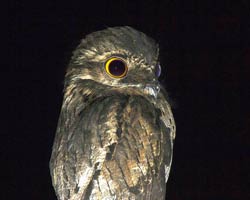 Common Potoo