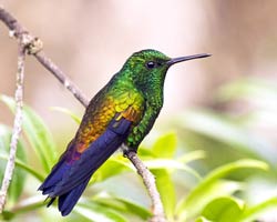 Copper-rumped Hummingbird