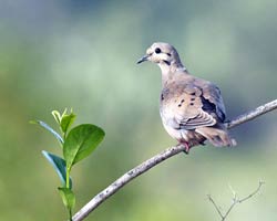 Eared Dove