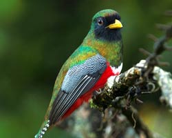 Collared Trogon male