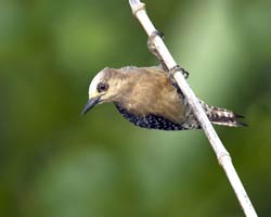 Red-crowned Woodpecker (female)