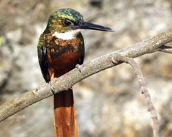 Rufous-tailed Jacamar