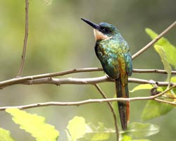 Rufous-tailed Jacamar