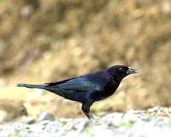 Shiny Cowbird