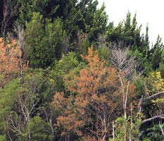 Treescape along the trail to Cuffie River