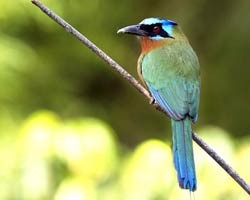 Trinidad Motmot