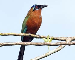 Trinidad Motmot