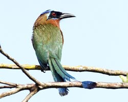 Trinidad Motmot