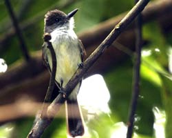 Venezuelan Flycatcher