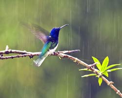 White-necked Jacobin