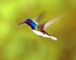 White-necked jacobin