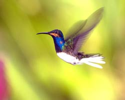 White-necked Jacobin