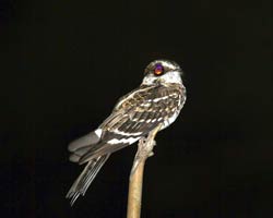 White-tailed Nightjar 