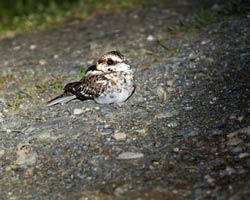 White-tailed Nightjar