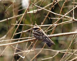 White-tailed Nightjar