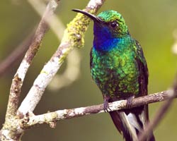 White-tailed Sabrewing (male)