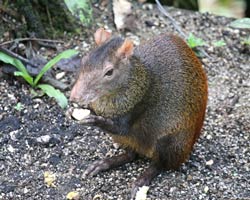 Agouti