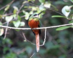 Rufous-tailed Jacamar male