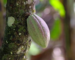 Cocoa pod