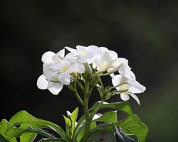 Beautiful tropical flower