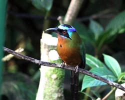 Trinidad Motmot