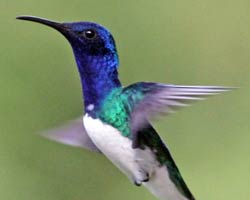 White-necked Jacobin male