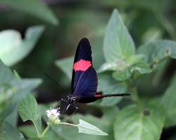 Postman butterfly