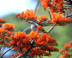 Tropical mockingbird