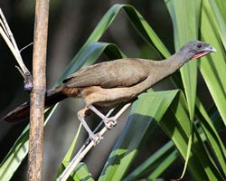 Rufous-vented Chachalaca