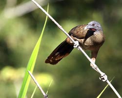 Rufous-vented Chachalaca