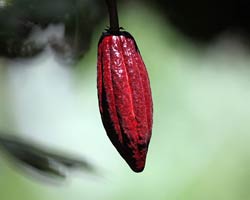 Ripe cocoa pod