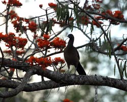 Chacalaca at sunset