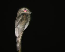 Common Potoo