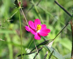 Beautiful tropical flower