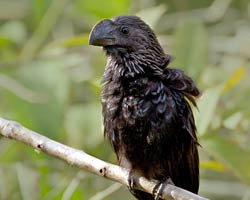 Smooth-billed Ani