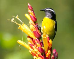 Bananaquit