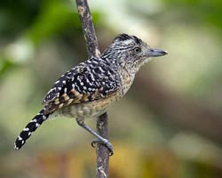 Barred Antshrike male