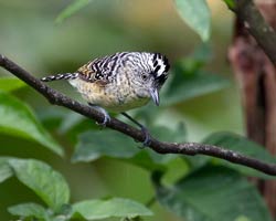 Barred Antshrike male