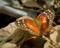 Red Anartia Butterfly, locally 