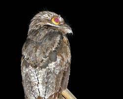 Common Potoo