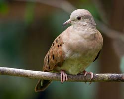 Ruddy Ground-Dove