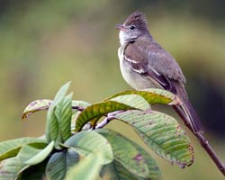 Yellow-bellied Elaenia