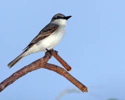 Gray Kingbird