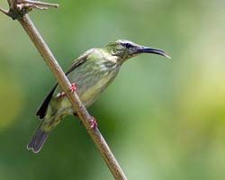 Red-legged Honeycreeper female