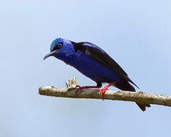 Red-legged Honeycreeper male