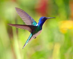 White-necked Jacobin male