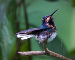 White-necked Jacobin immature male