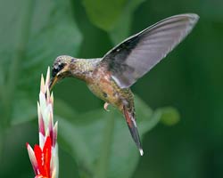 Rufous-breasted Hermit male